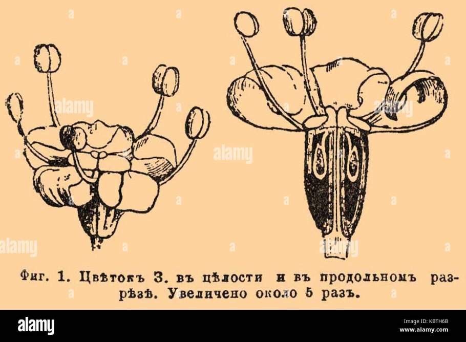 Борщевик и ультрафиолет