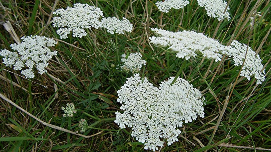 Тмин (Carum Carvi)