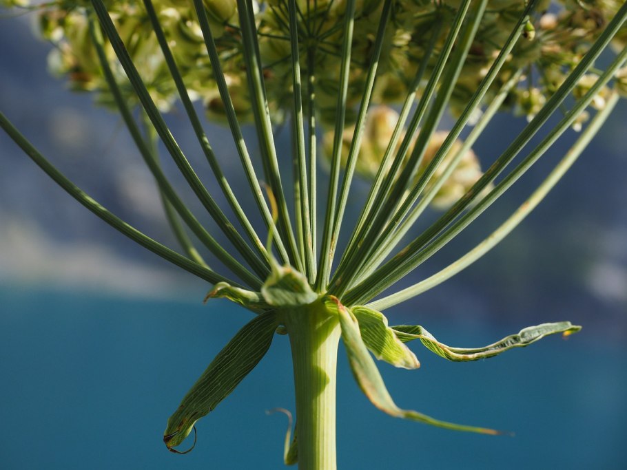 Борщевик ядовитые части