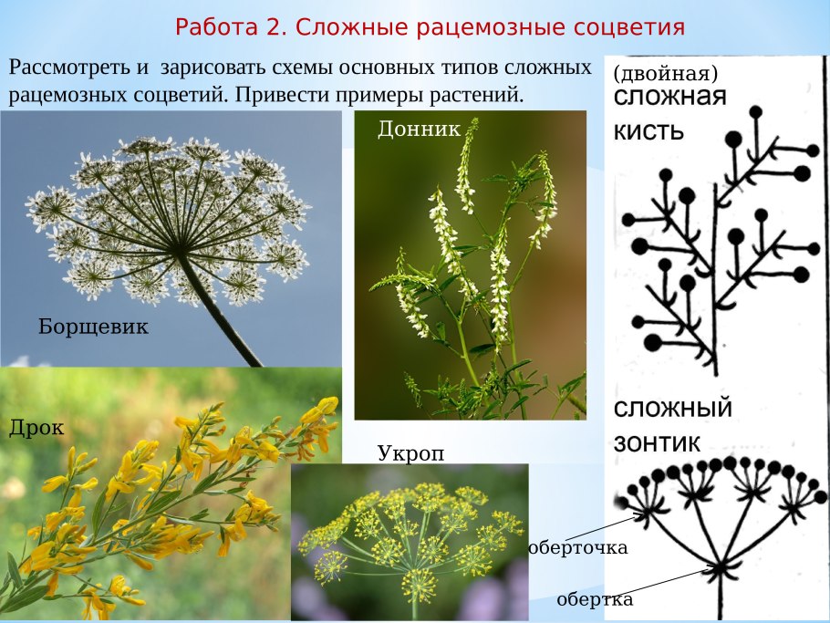 Соцветие полузонтик