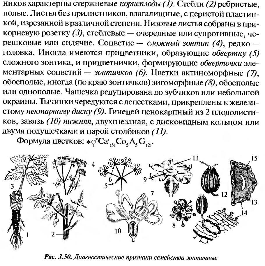 Схема цветка семейства сельдерейные