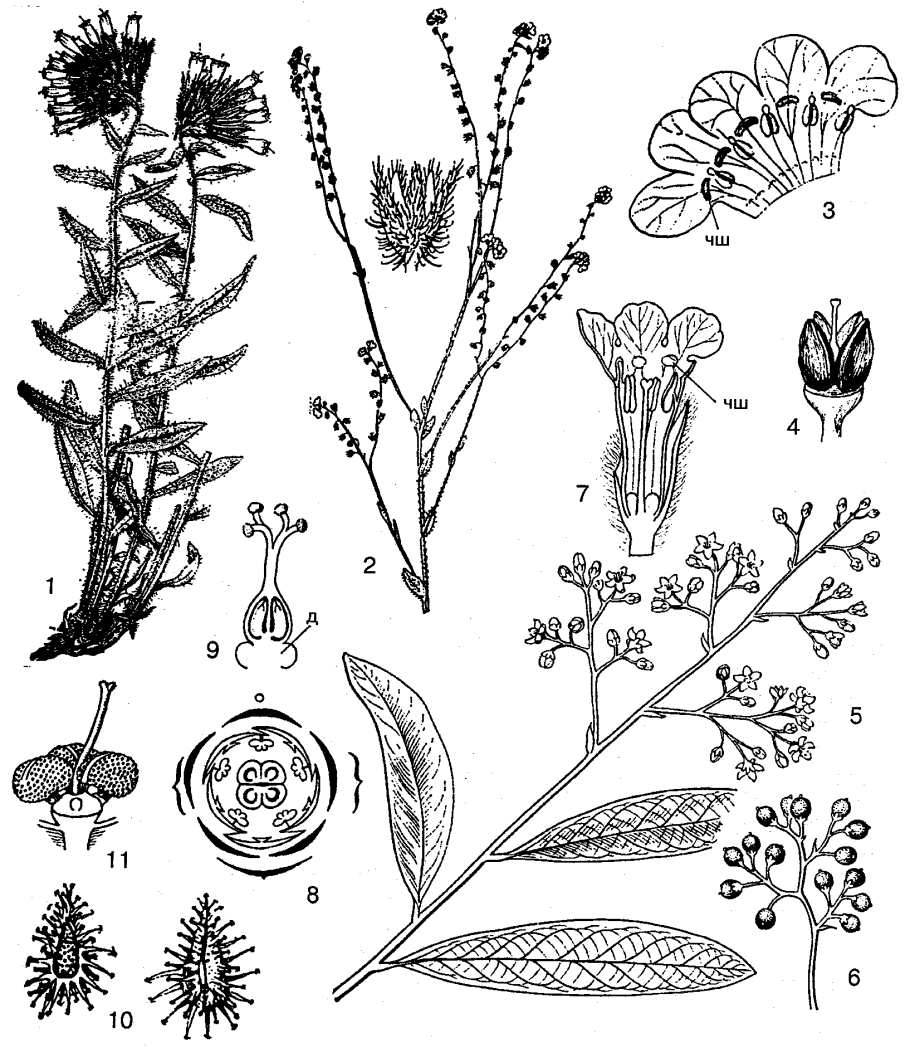 Семейство зонтичные Дикая морковь