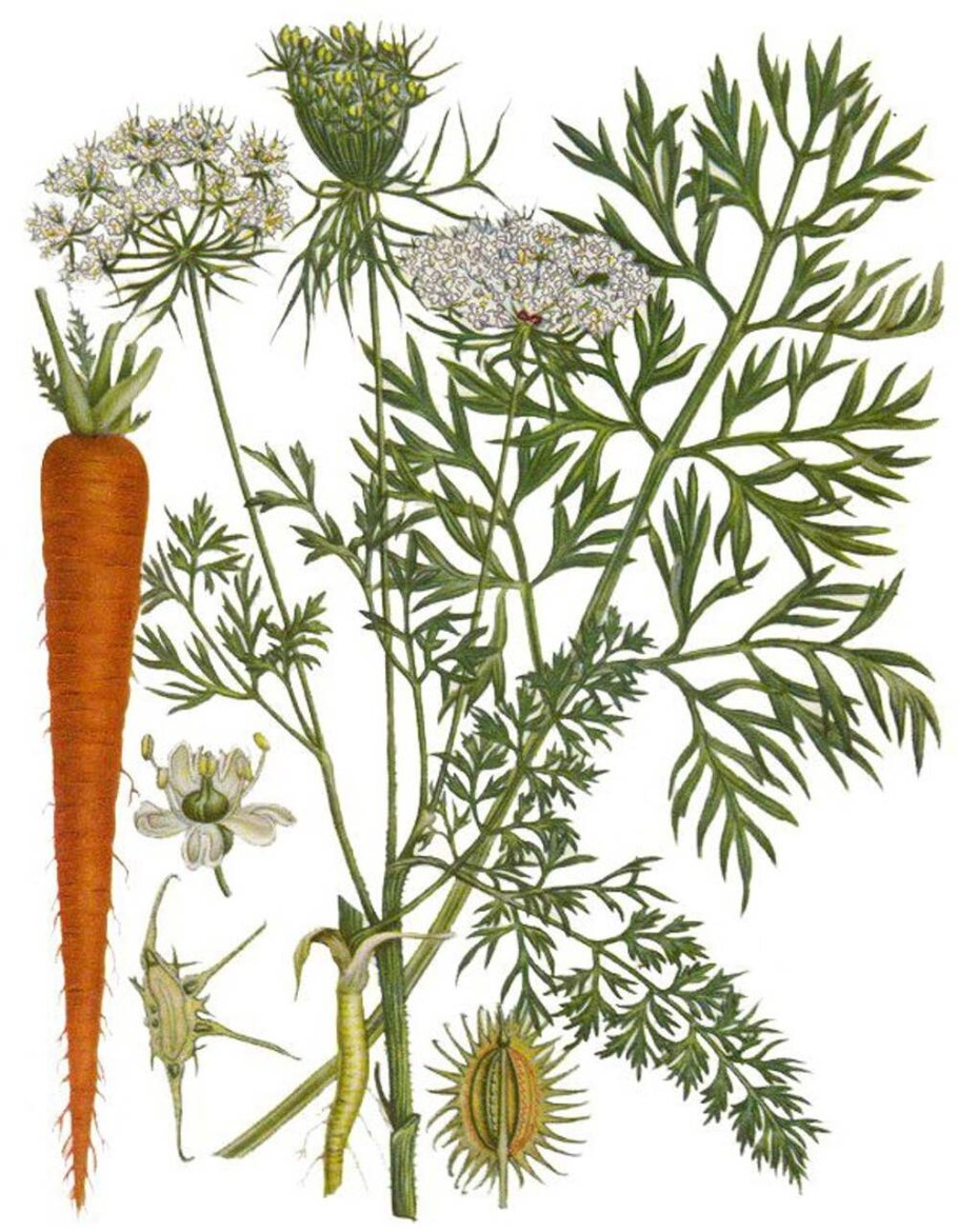 Фенхель соцветие