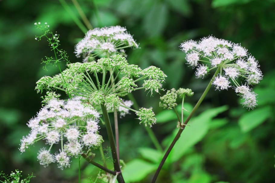 Семейство зонтичные сельдерейные