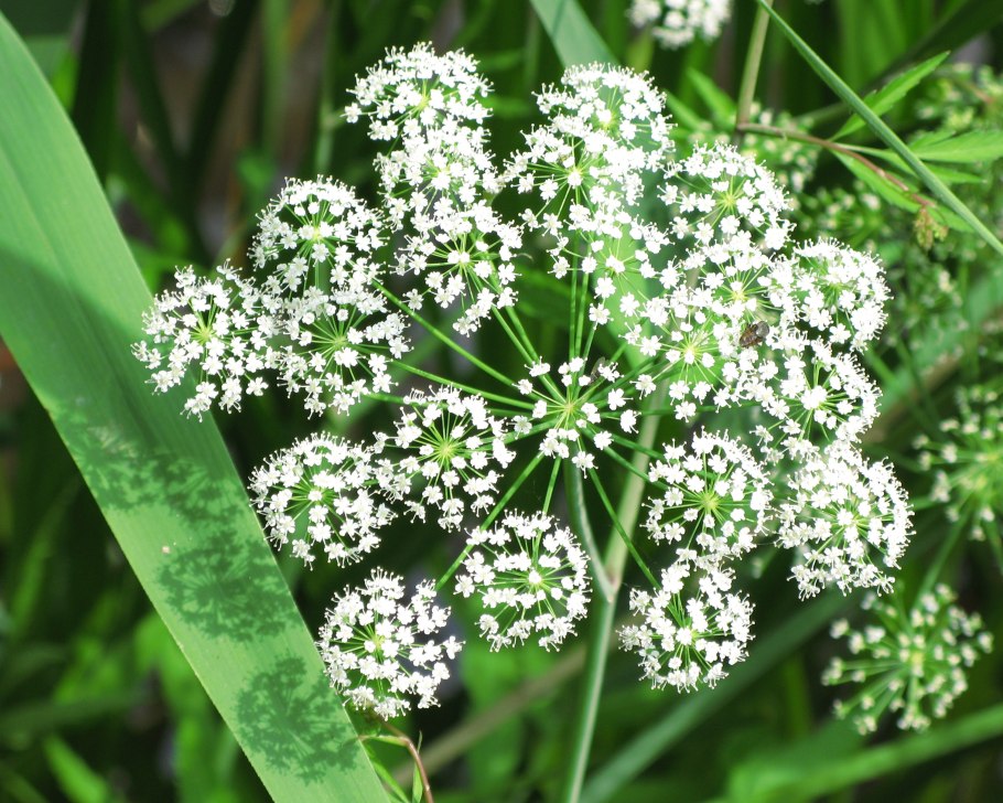 Купырь Луговой