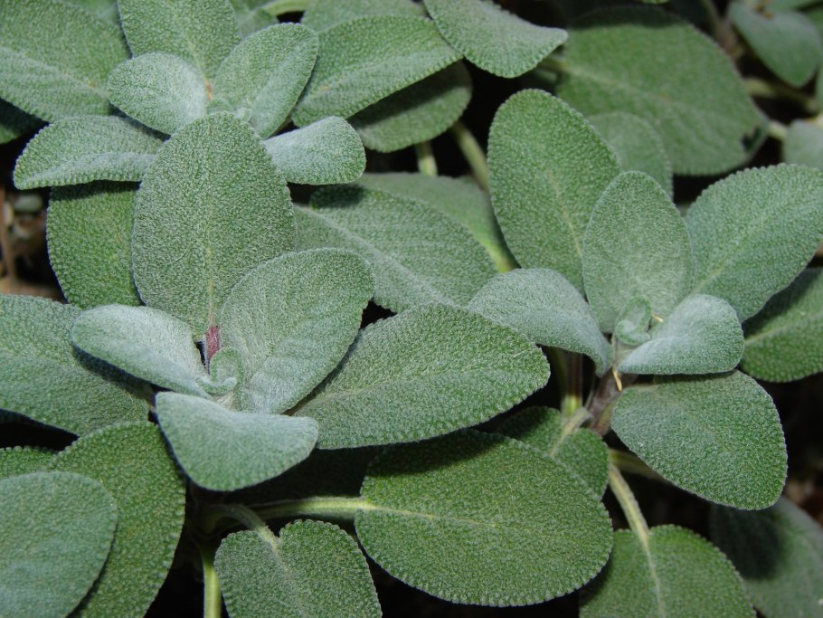 Sage officinalis