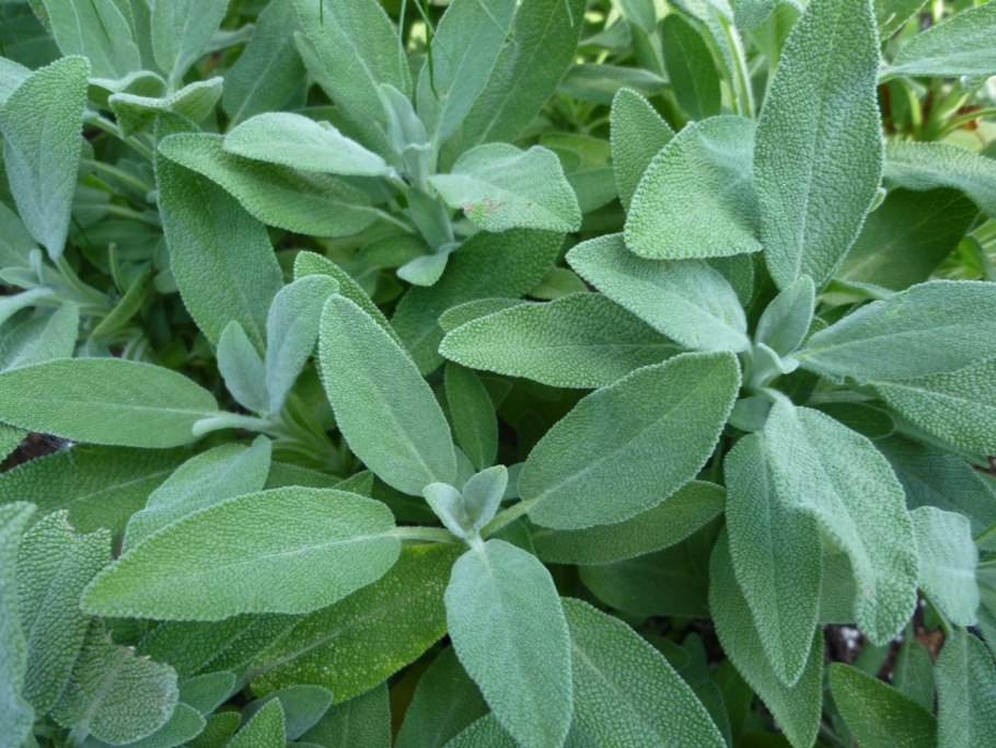 Шалфей Salvia officinalis Tricolor