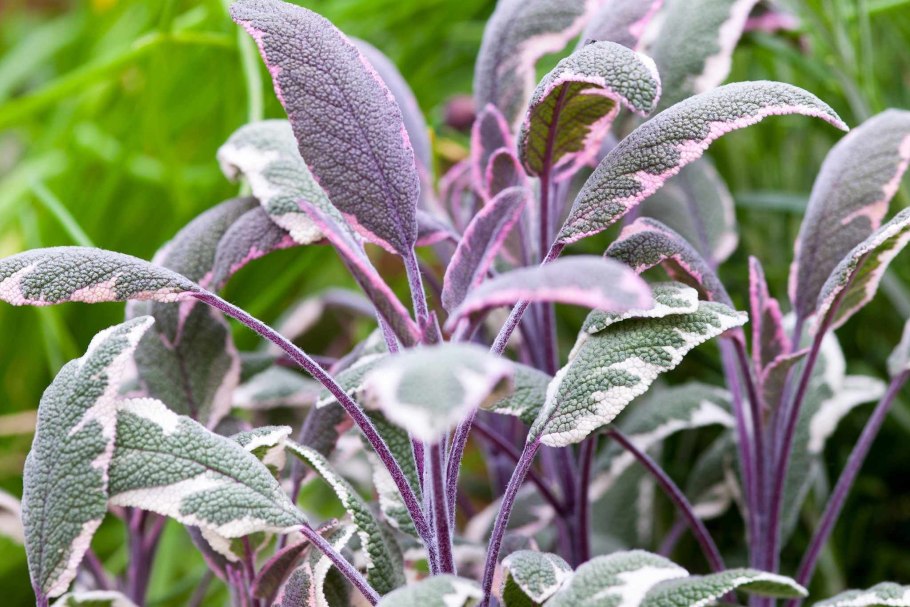Шалфей Salvia officinalis Tricolor