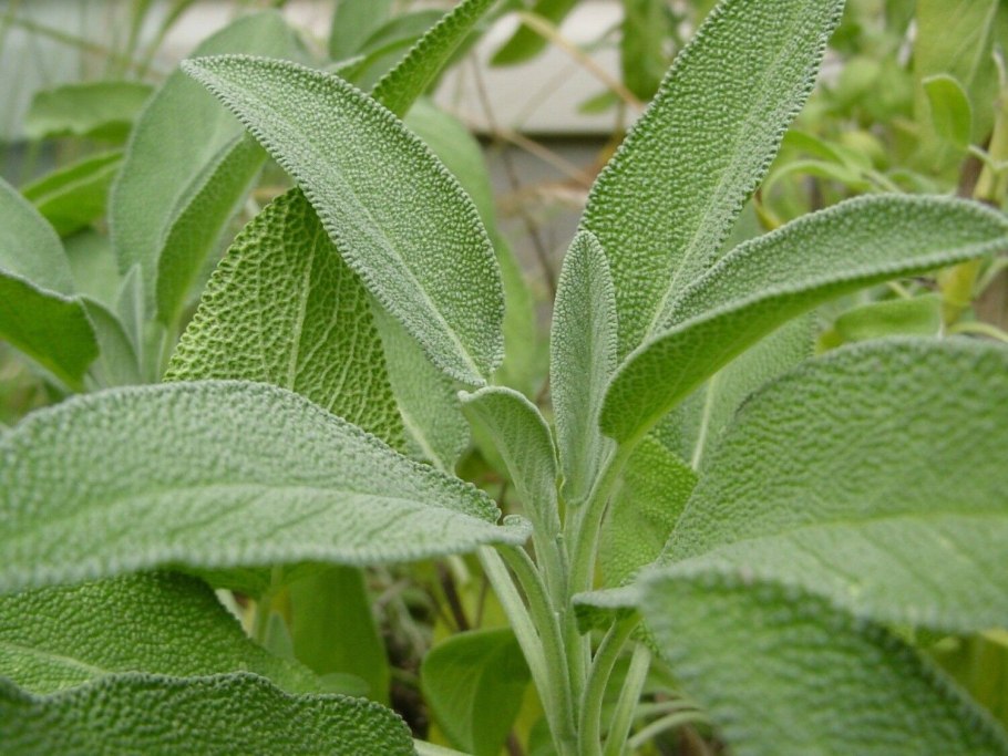 Шалфей лекарственный (Salvia)