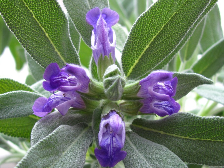 Шалфей лекарственный (Salvia)