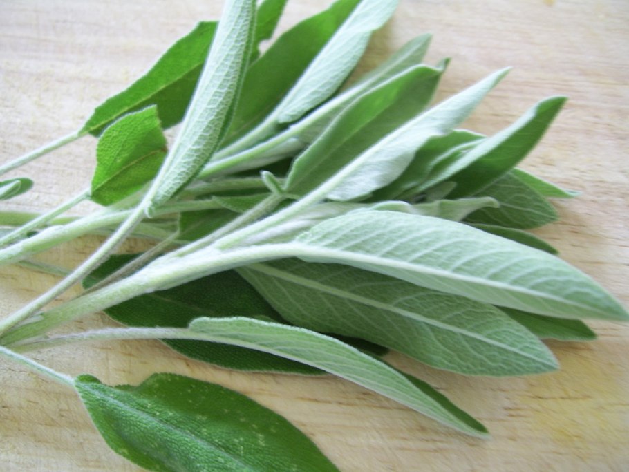 Salvia officinalis лист