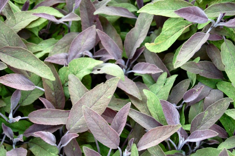 Шалфей лекарственный Purpurmantel `PURPURASCENS´