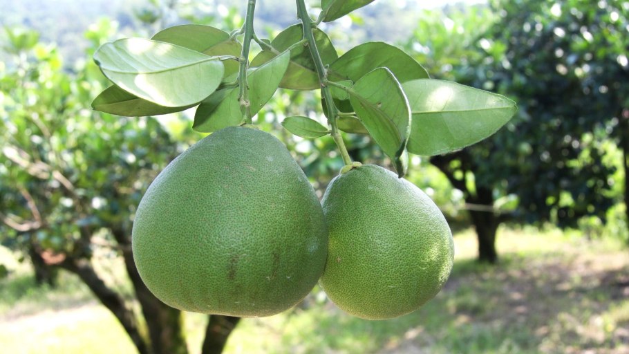 Родина помело