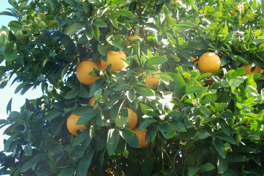 Цитрус Парадизи дерево