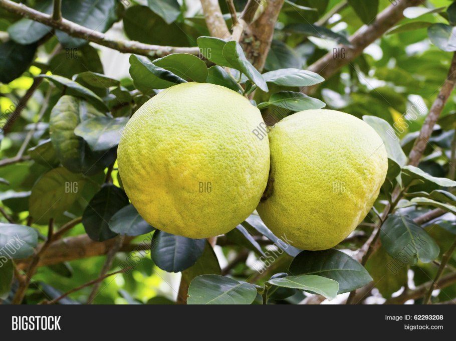 Город помело Бразилия