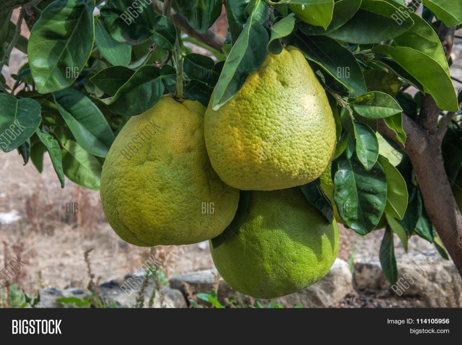 Большое дерево помело