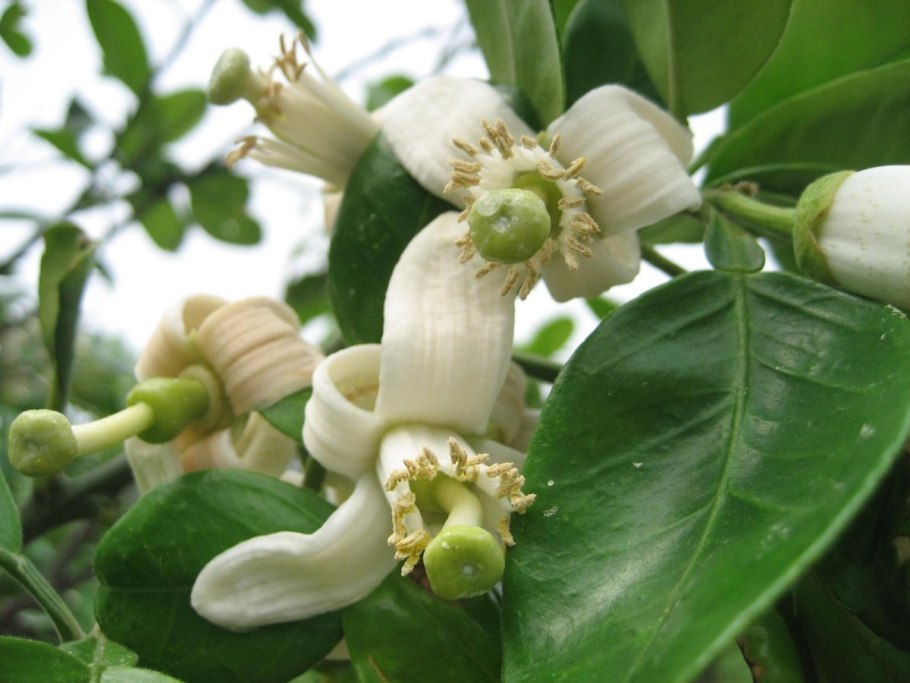 Помело цветет