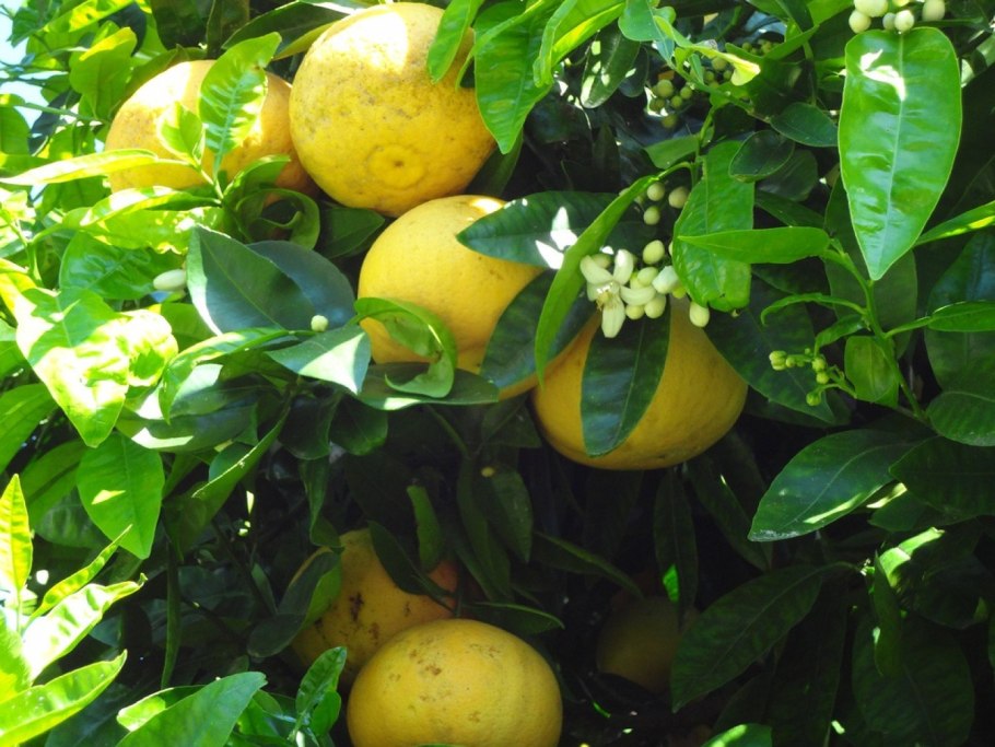 Памела дерево