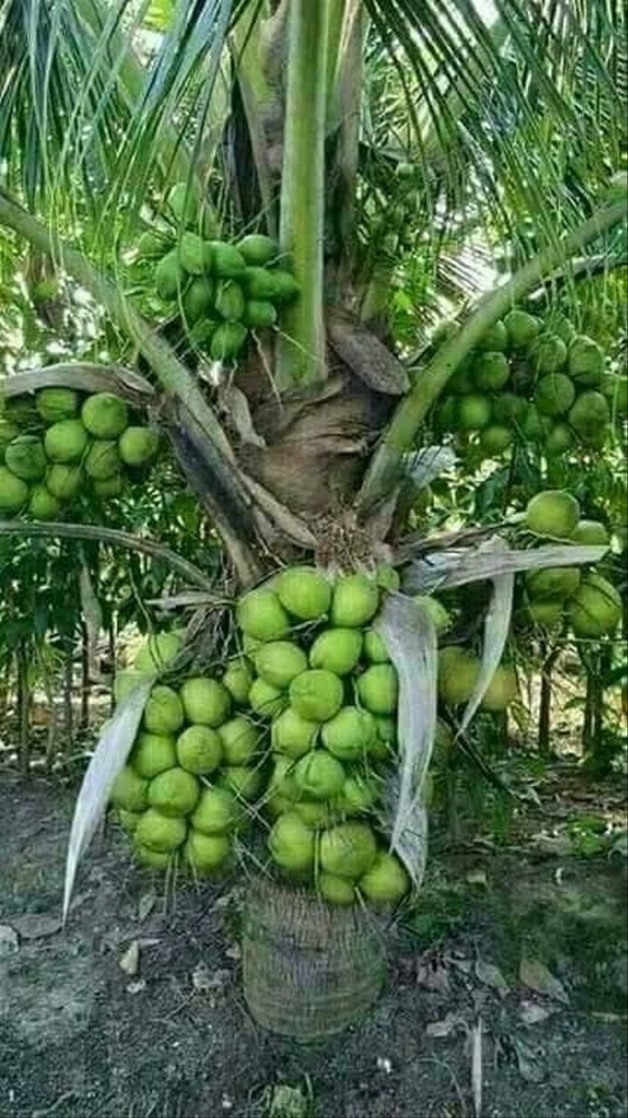 Памела фрукт на дереве