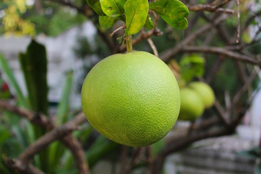 Помело Чандлер