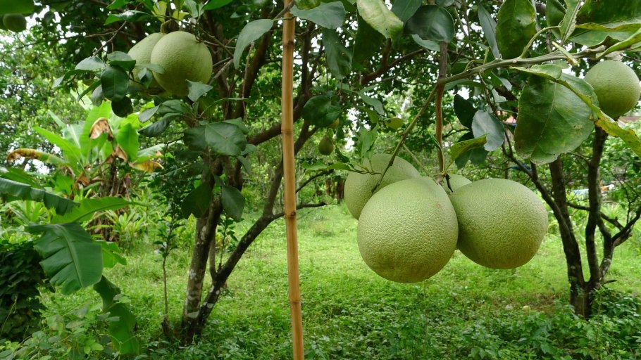 Памела фрукт на дереве