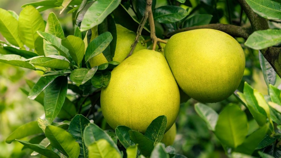 Цитрус помело