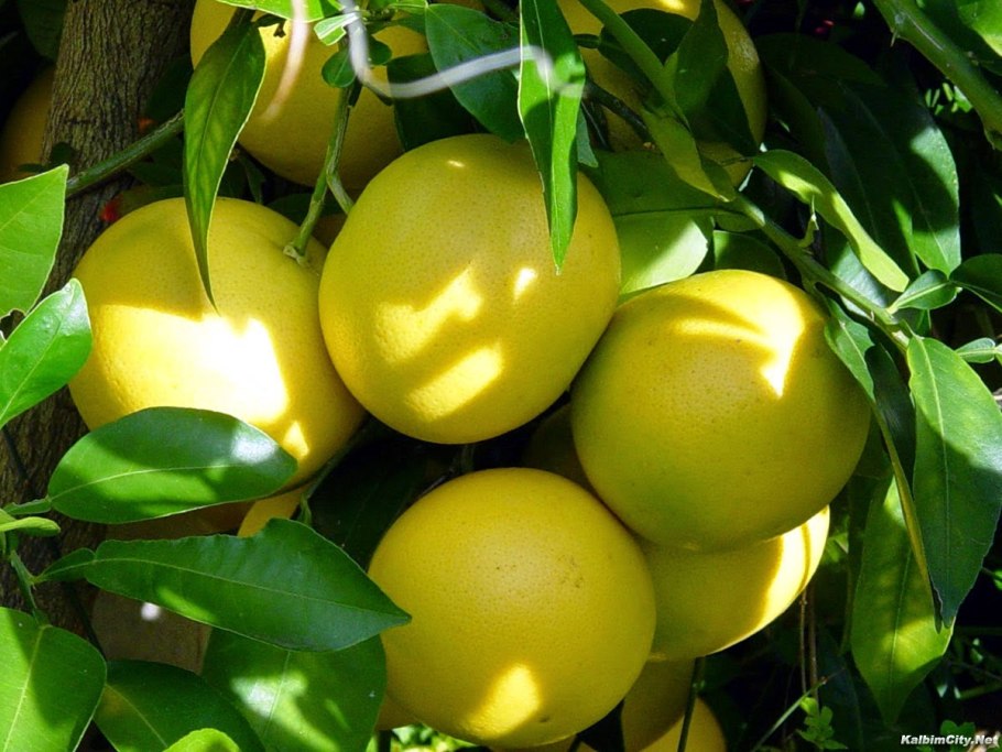 Помпельмус гроздевидный