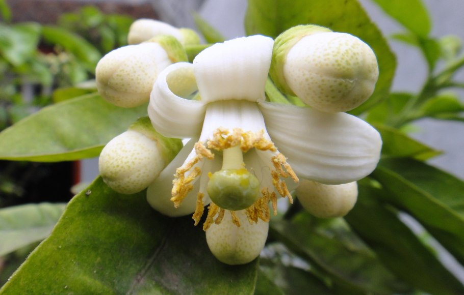 Помело цветет