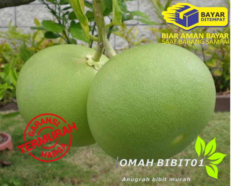 Помело фрукт гибрид