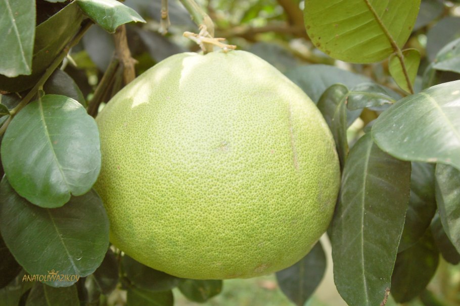 Помело дерево