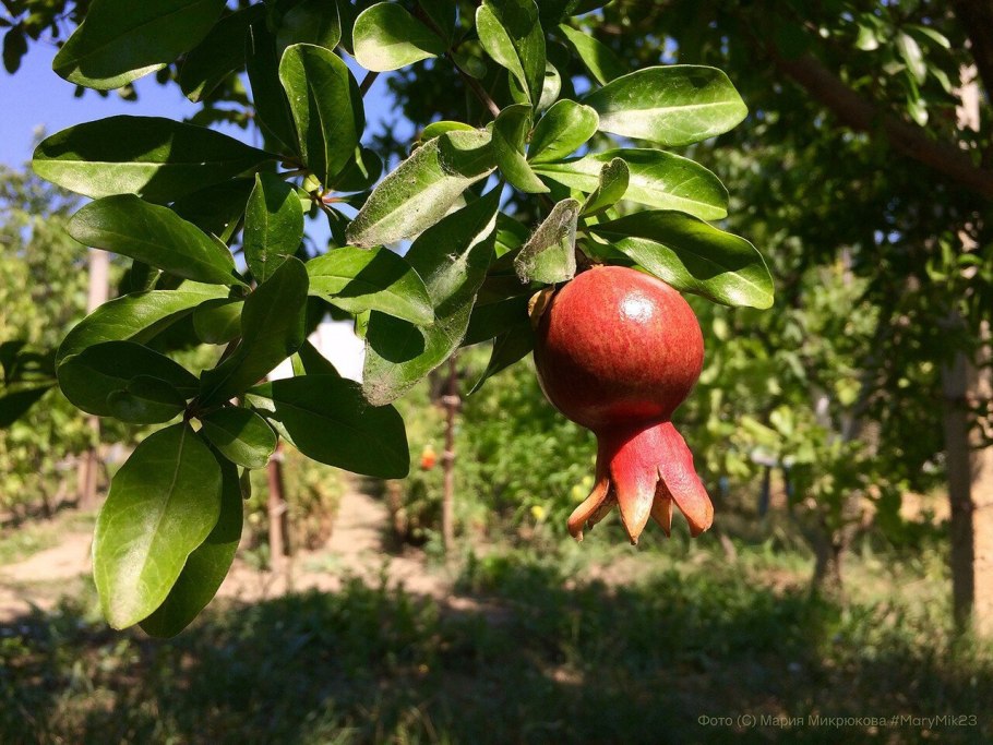 Гранатовое дерево в огороде