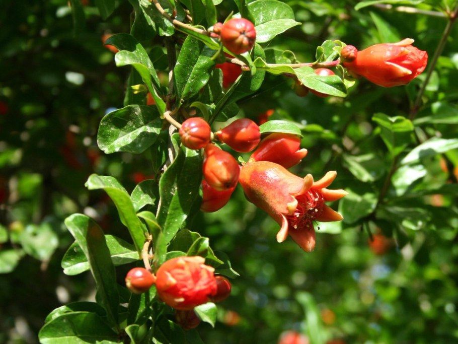 Punica granatum цветет