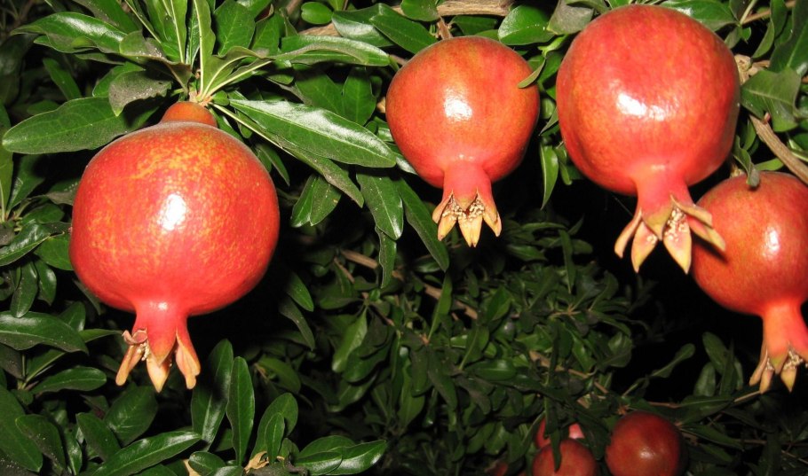 Сорт ‘Flore pleno Alba’),гранат