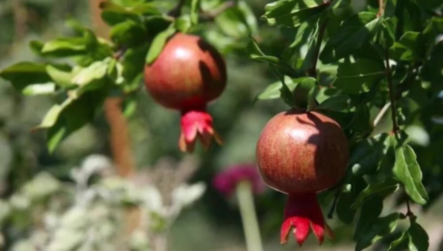 Гранатовое дерево в Крыму