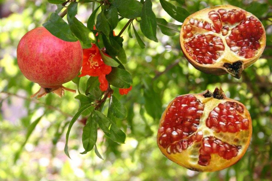 Дерево гранат Испания