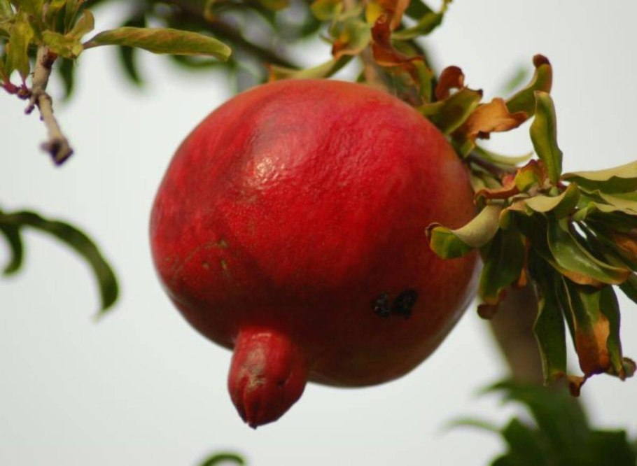 Гранатовое дерево в природе