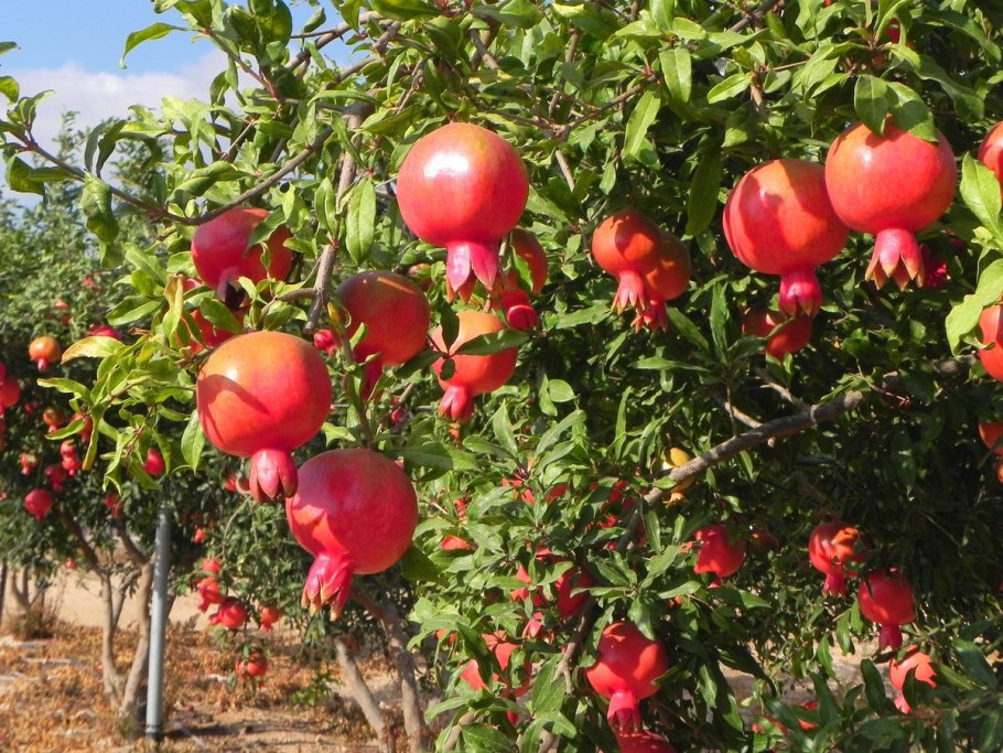 Гранат сорта Гюлоша