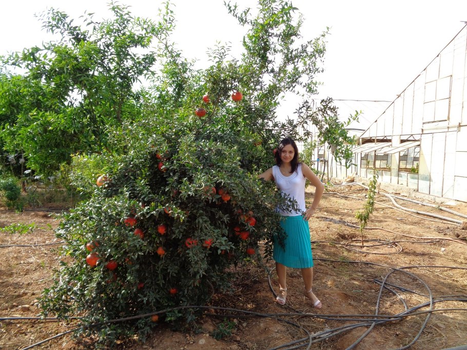 Дерево гранат Дагестан