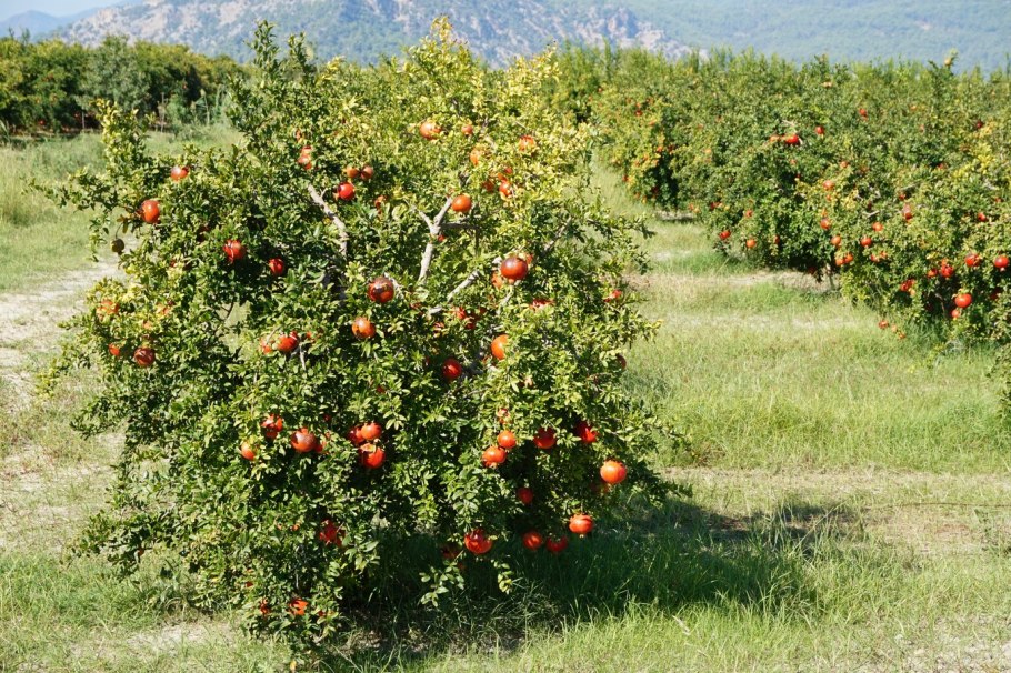 Гранат кустарниковый