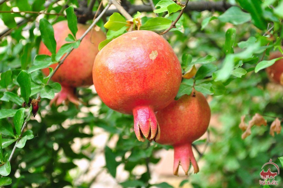 Гранат Ташкентский