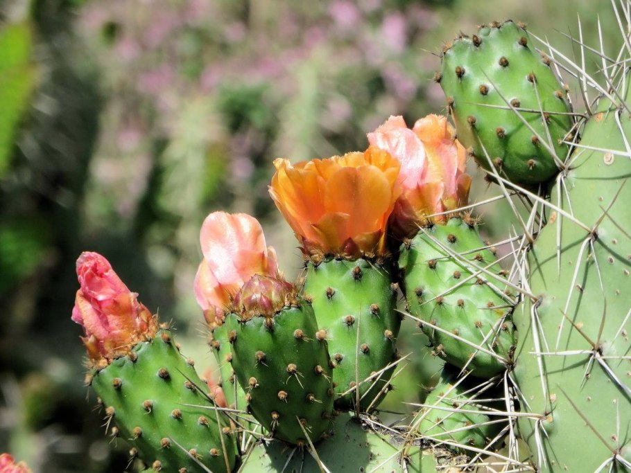 Опунция Госселина Opuntia gosseliniana