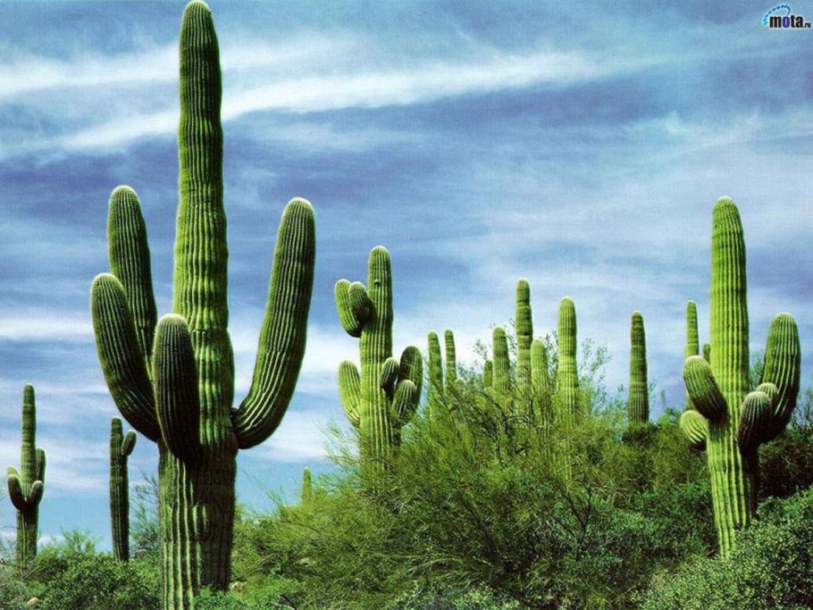 Опунция (Opuntia)