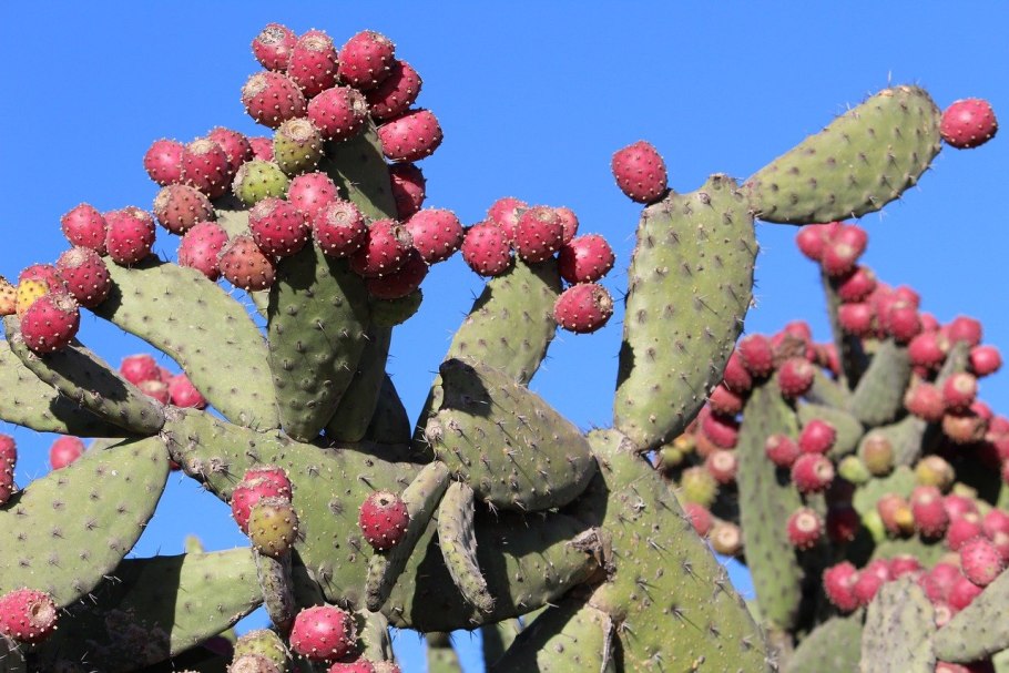 Опунция (Opuntia)