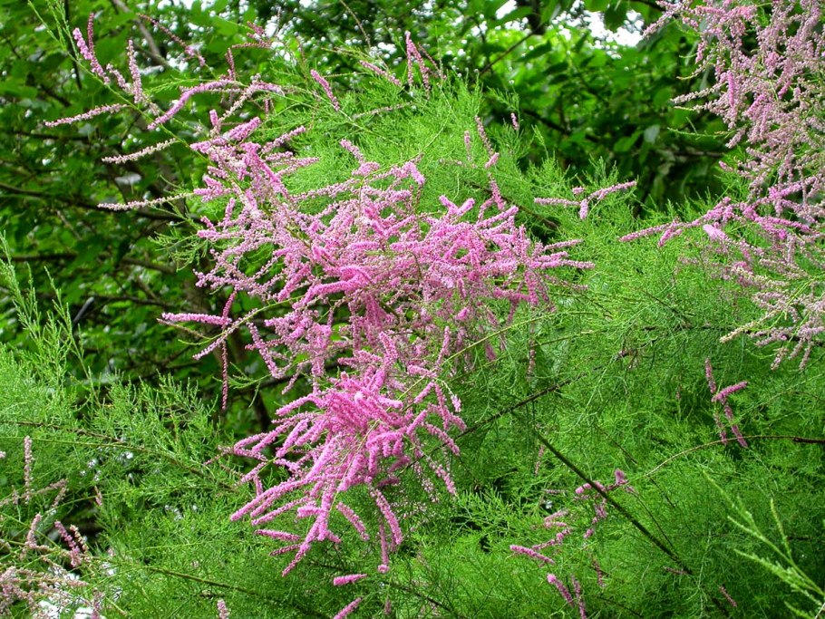 Тамарикс Африкана