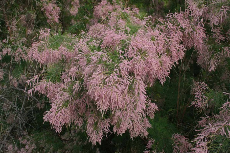 Тамарикс многоветвистый