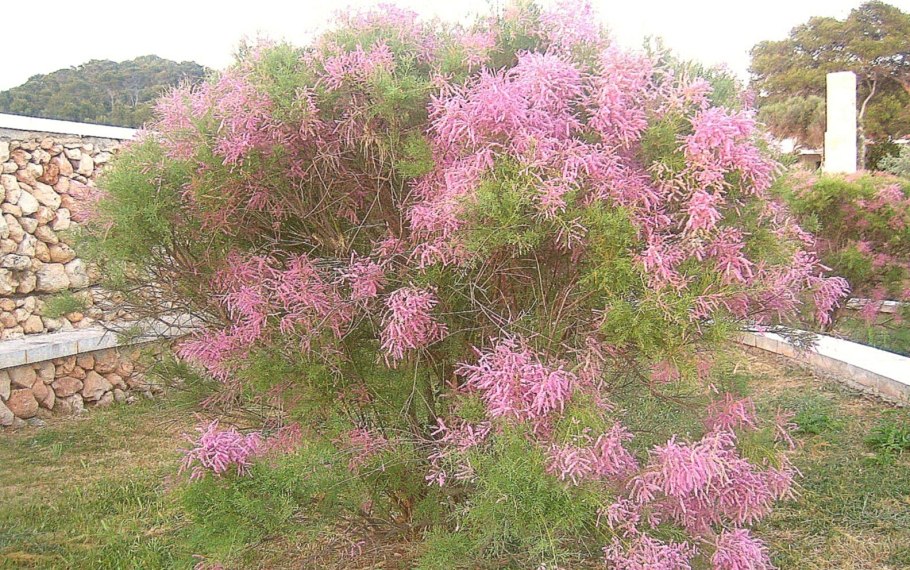 Тамарикс ветвистый