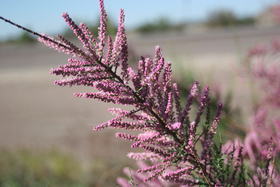 Тамарикс бисерник