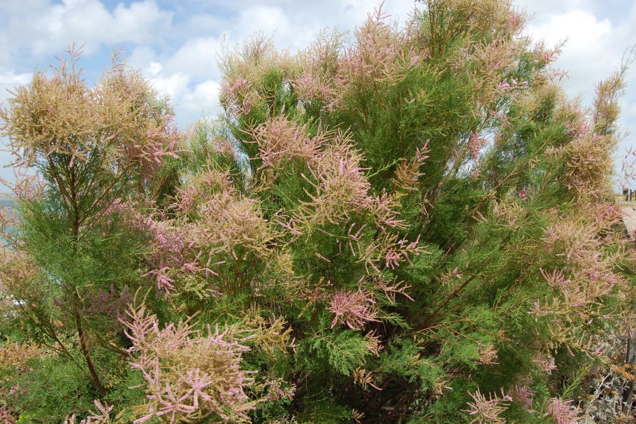 Тамарикс Африкана