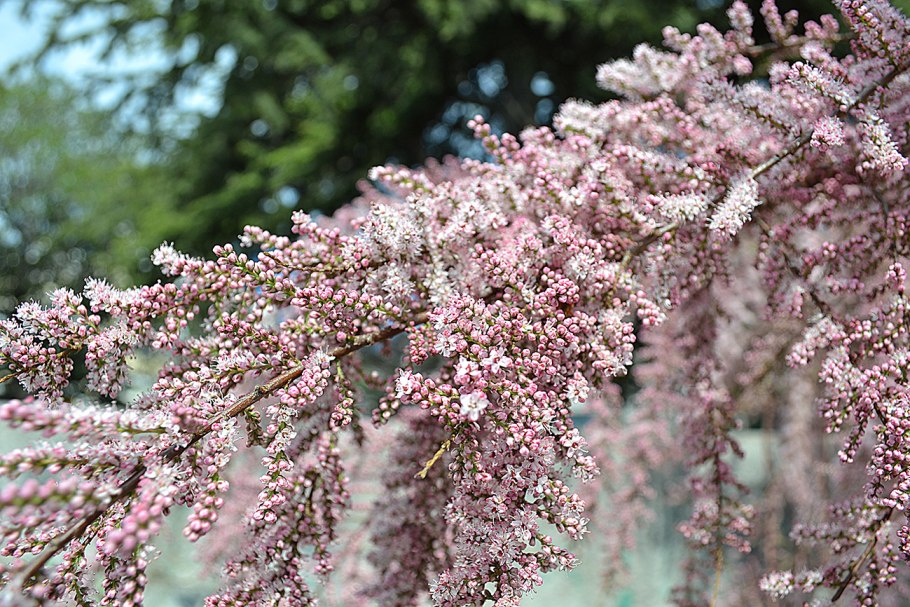 Тамарикс четырехтычинковый