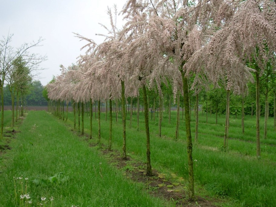 Тамарикс дерево